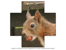 Formen-Eichhörnchen-Fotos-1.pdf